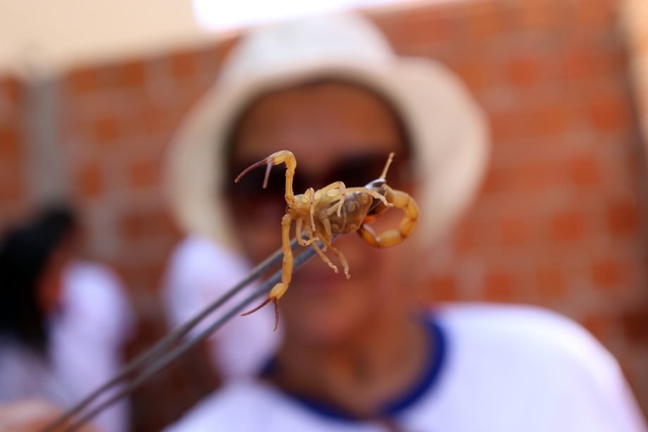 Três Lagoas: Blitz educativa sobre escorpionismo será realizada na quinta-feira (26)