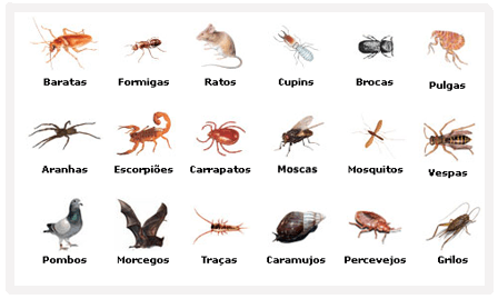 CCZ de Três Lagoas Alerta sobre Animais Sinantrópicos e Prevenção de Doenças