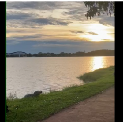 Jacaré volta a ser atração na Lagoa Maior em Três Lagoas