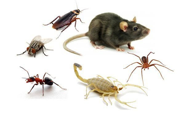 CCZ orienta sobre animais sinantrópicos e cuidados preventivos em Três Lagoas