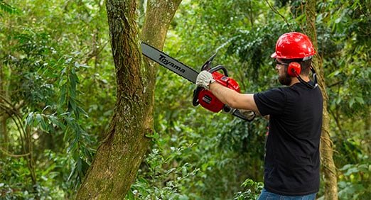Lei Facilita Poda e Corte de Árvores Após Omissão de Órgão Ambiental
