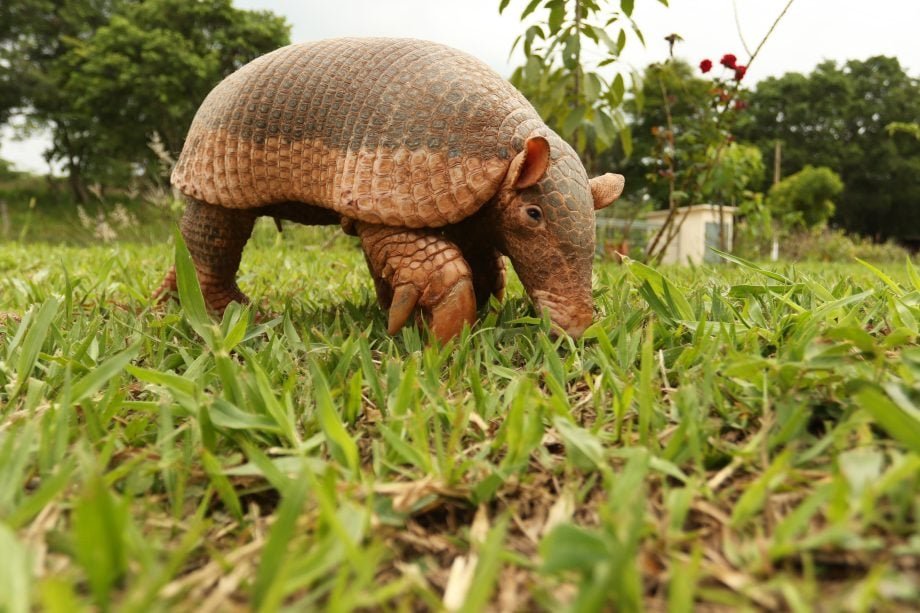 Maior espécie de tatu do mundo é tema de projeto ambiental com estudantes em Três Lagoas