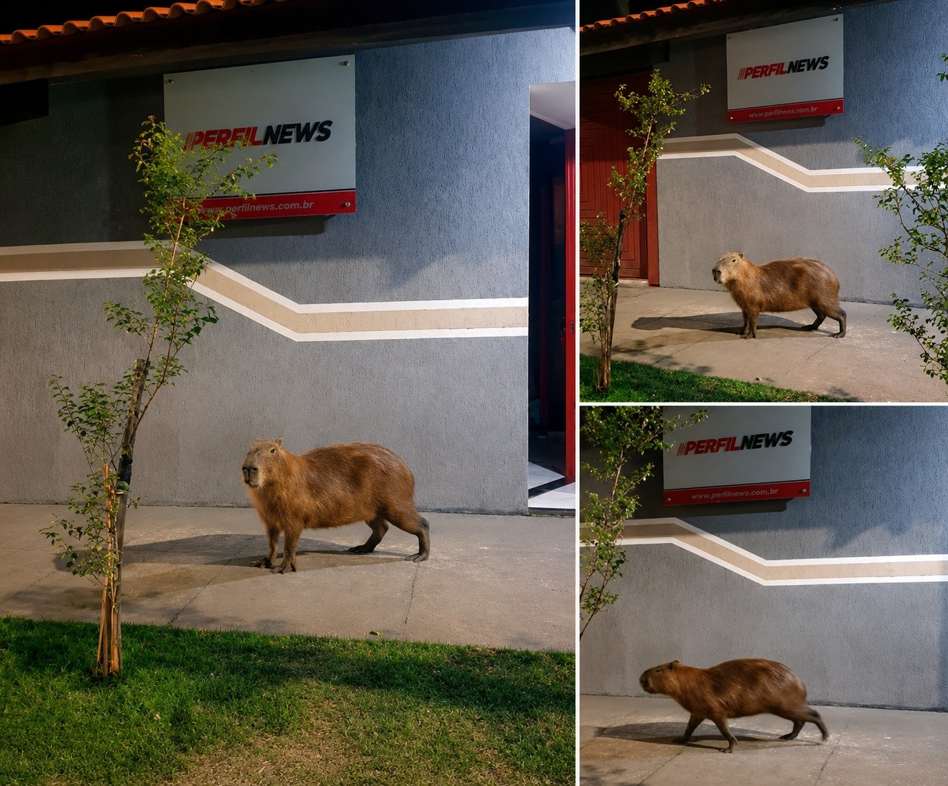 Visita notável: capivara sai da lagoa, faz uma “boquinha” e se torna atração em frente ao Perfil News