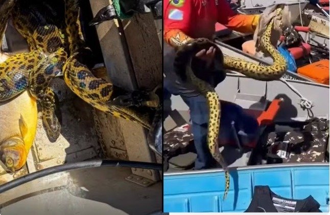 Susto no Pantanal: Sucuri invade embarcação e causa temor em grupo de pescadoras durante passeio