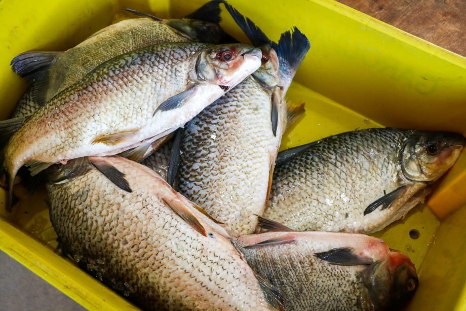 SEDECTI abre cadastro para comerciantes sem vínculo com a Feira Central participarem da Feira do Peixe 2026
