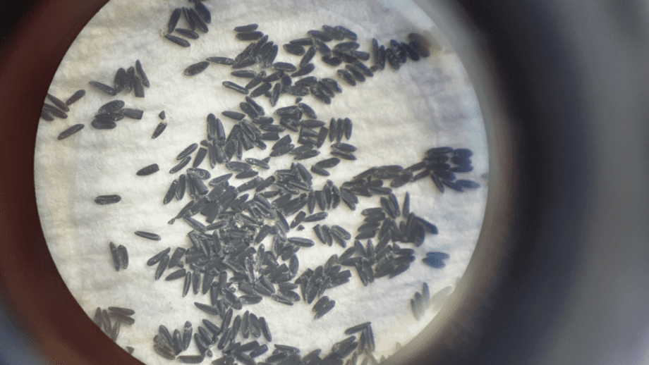 Aedes Aegypti persiste por até um ano e risco da dengue se mantém na estiagem