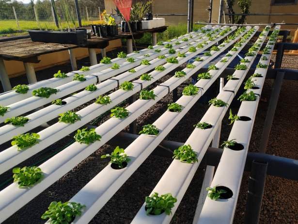 AEMS: Projeto de Agronomia Beneficia Lar dos Idosos em Três Lagoas de Três Lagoas MS