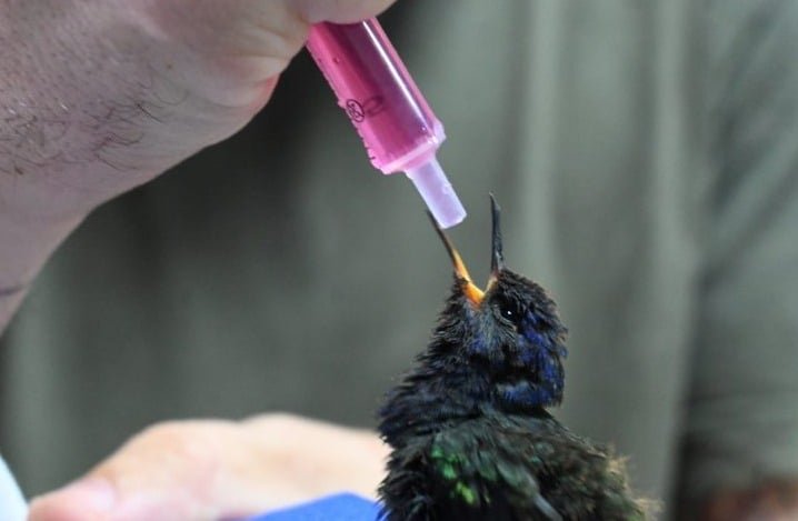 Cetas de Três Lagoas recebe aves silvestres apreendidas em cativeiro ilegal