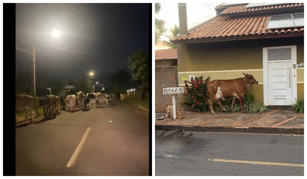 Contraste em Três Lagoas: Boi em bairro urbano expõe desafios do crescimento