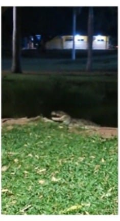 Jacaré volta a ser atração na Lagoa Maior em Três Lagoas e reacende debate sobre sua permanência