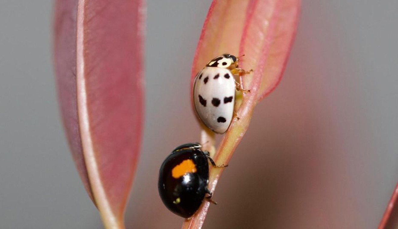 De joaninhas a microvespas: mais de 153,8 milhões de insetos promovem proteção natural das florestas da Suzano em Mato Grosso do Sul